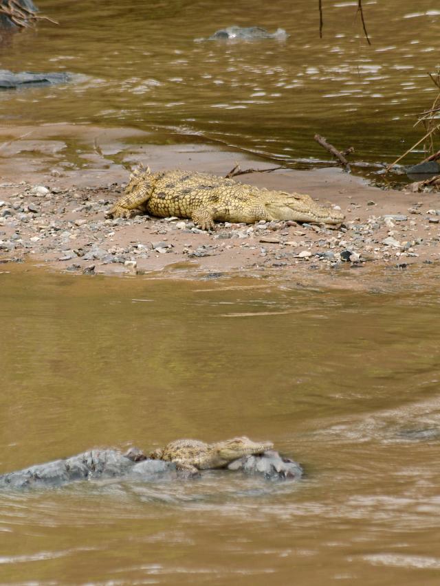 Crocodile Mother and Baby