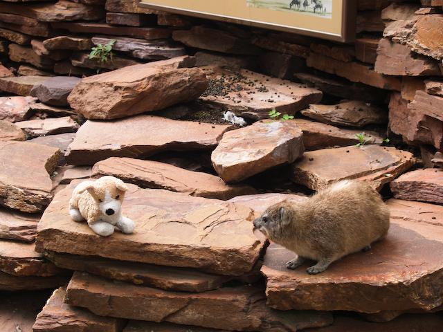 Hyrax meets Corgi, Serengeti