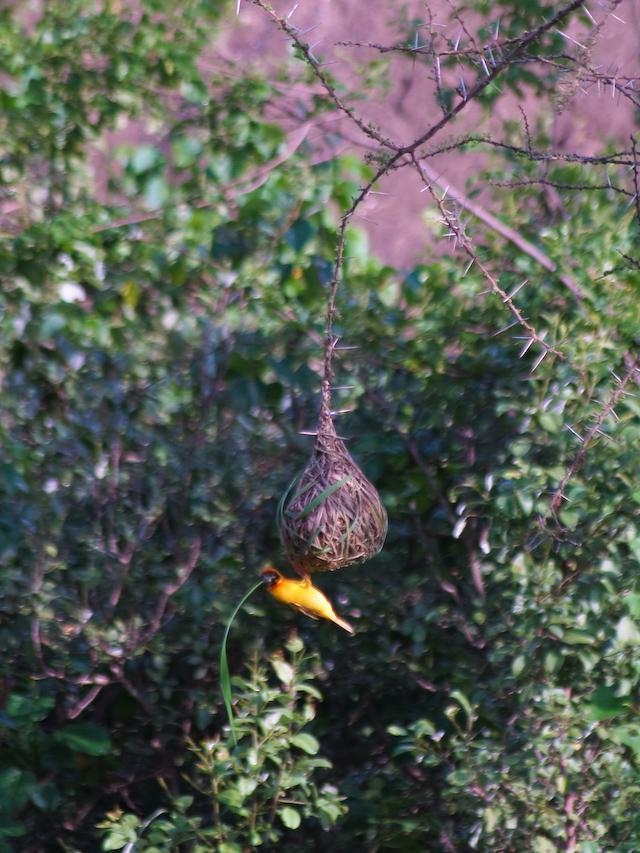 Nesting Weaver Bird, Serengeti