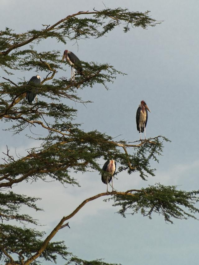 Marabou Storks, Serengeti