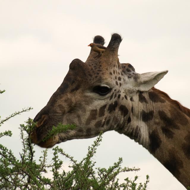 Giraffe and Oxpecker, Serengeti