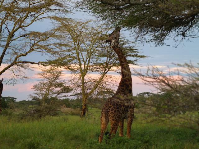 Sunset in the Serengeti