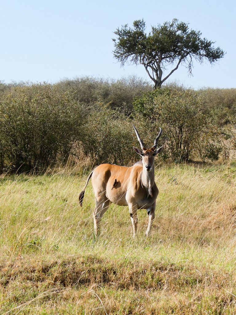 elandmasaimara.jpg