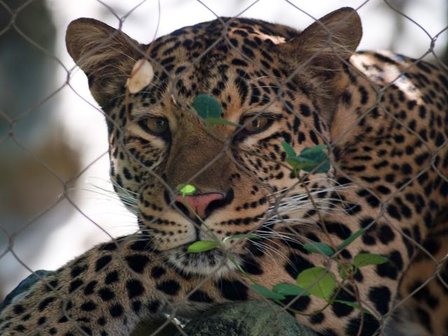 Relaxing Jaguar