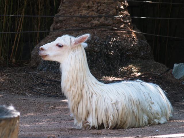 Placid Llama