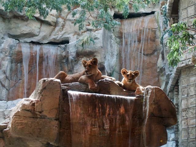 Lion Cubs at the MGM Grand