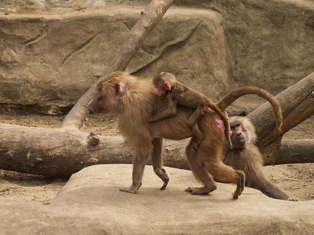 Baboons, Warsaw Zoo