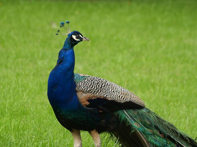 Peacock, Warsaw Zoo