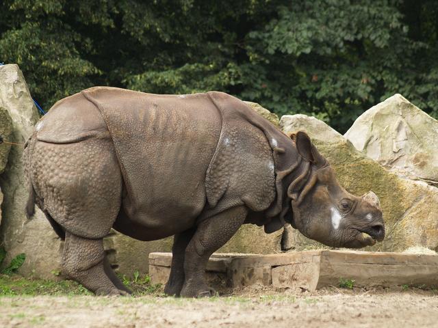 Rhinoceros, Warsaw Zoo