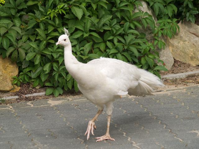 Dowager Peahen, Warsaw Zoo