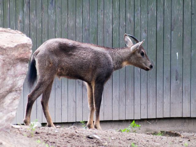 Goral, Warsaw Zoo