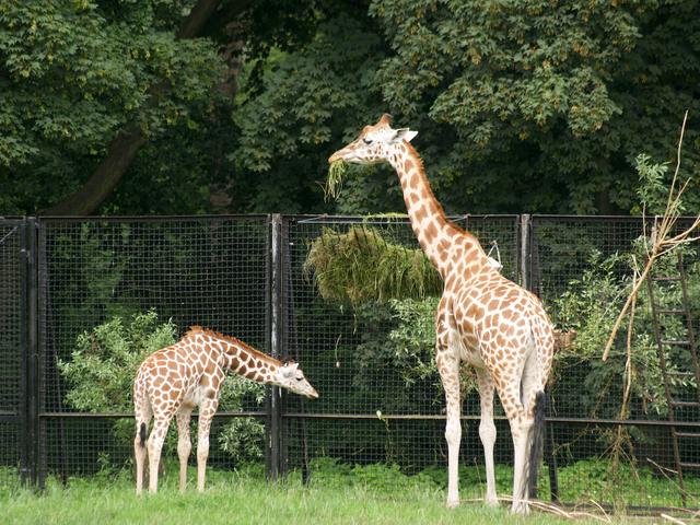 Giraffes, Warsaw Zoo