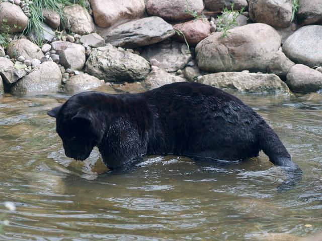 Panther Cub, Warsaw Zoo