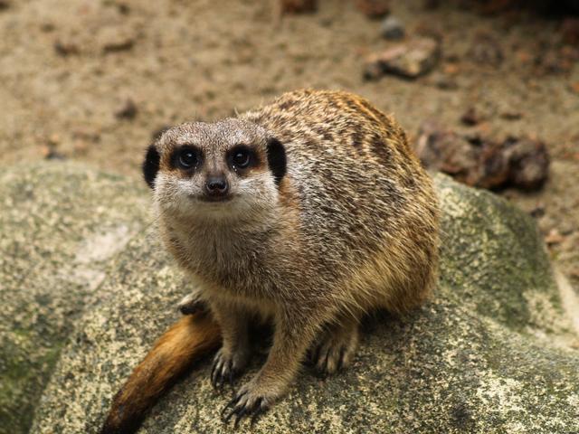 Meerkat, Warsaw Zoo