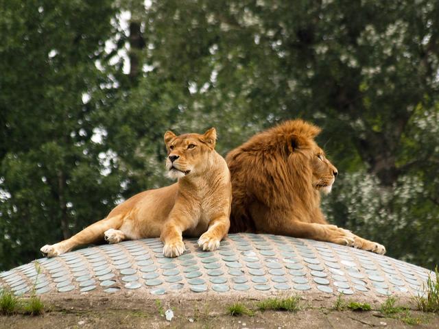 Stately Lions, Warsaw Zoo