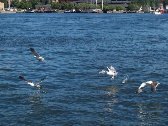 Seagulls, Stockholm