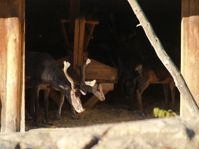 Skansen's Reindeer, Stockholm