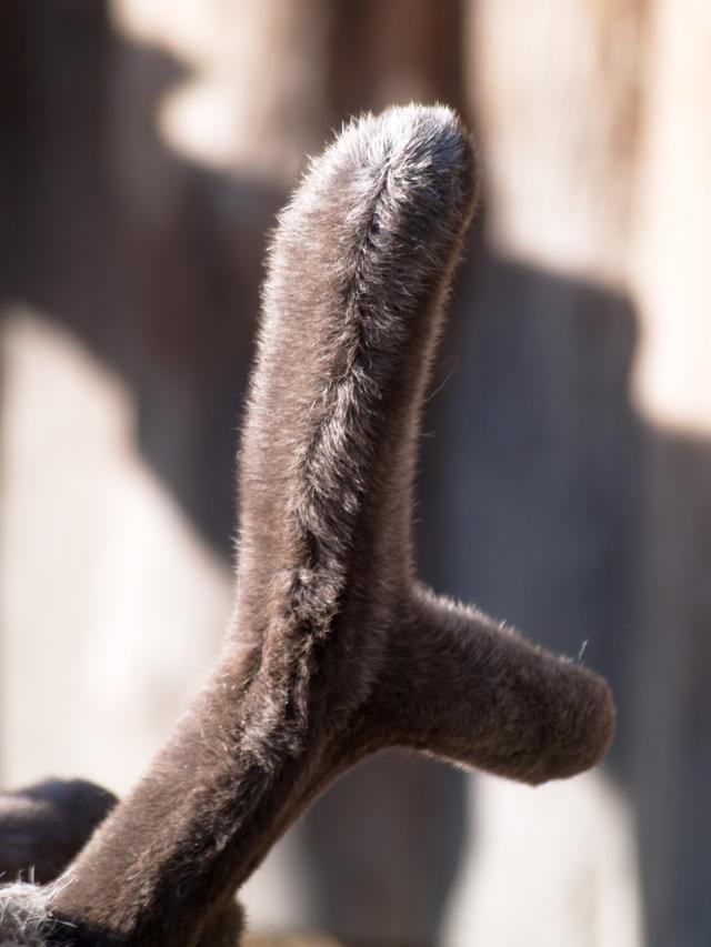 Reindeer horn, Stockholm