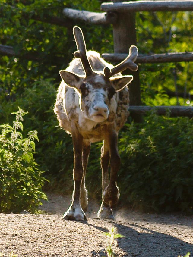 Skansen's Reindeer, Stockholm