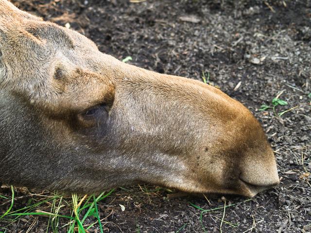 Elk, Stockholm