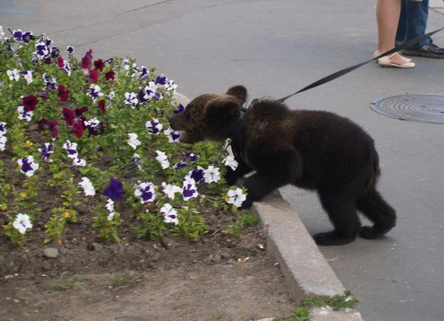 Bear Cub, St. Petersburg