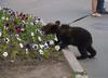 Bear Cub, St. Petersburg