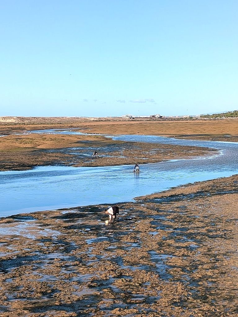 clamdiggingriaformosa.jpg