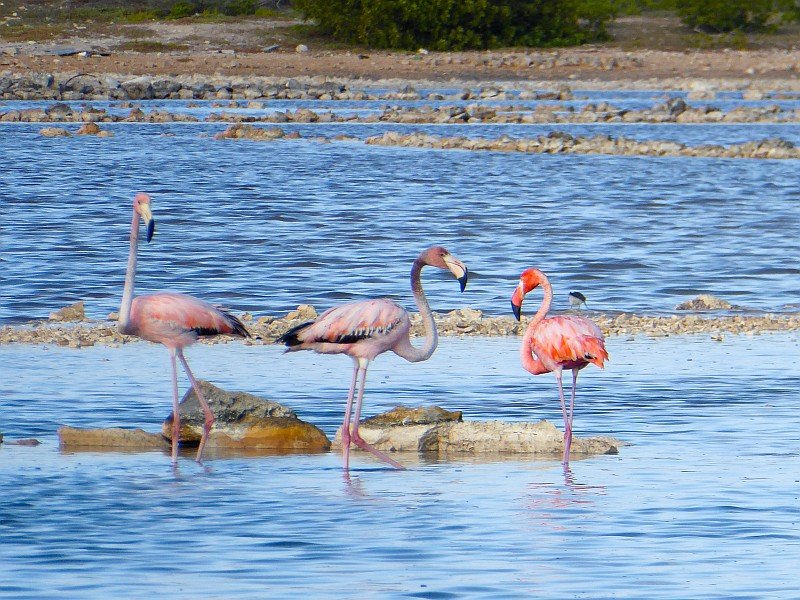 flamingosgrandturk.jpg