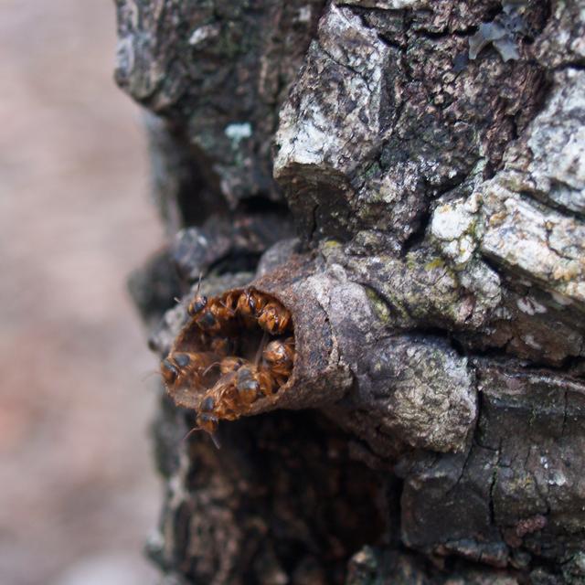 Mayan Bees, Coba