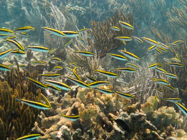 tulum reef