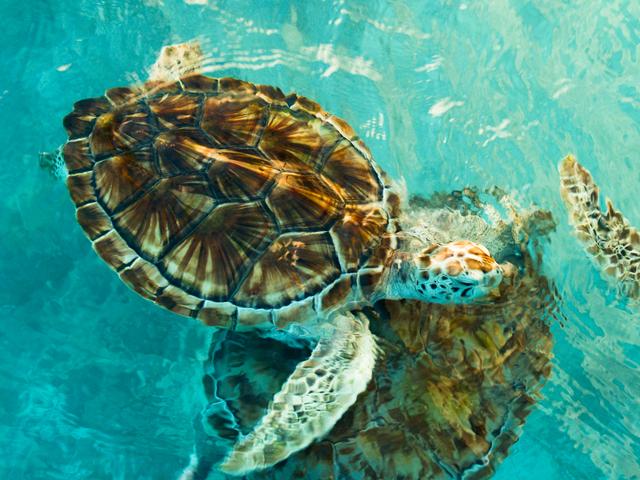 Large Sea Turtles at Tortugranja, Isla Mujeres