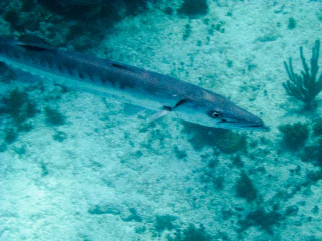 Barracuda at Manchones Reef, Isla Mujeres
