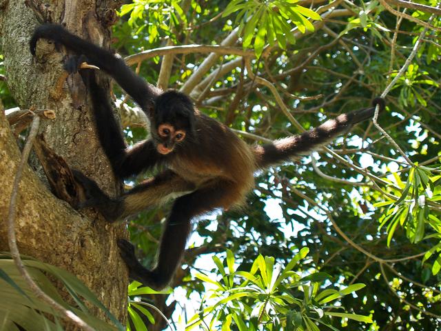 Baby Spider Monkey, Crococun Zoo