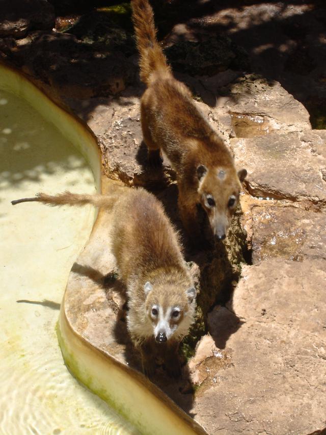 Coatis, Crococun Zoo