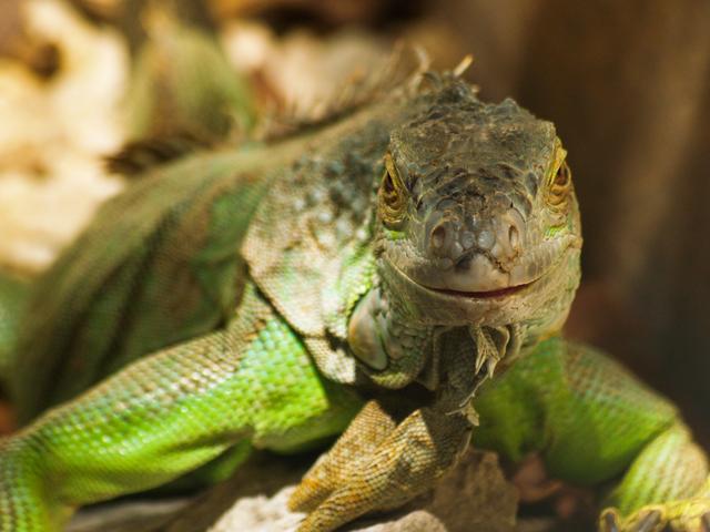 Green Iguana, Crococun Zoo