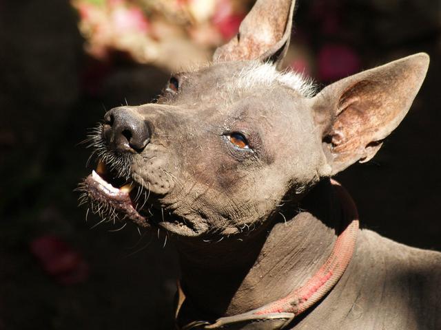 Male Aztec Dog, Crococun Zoo