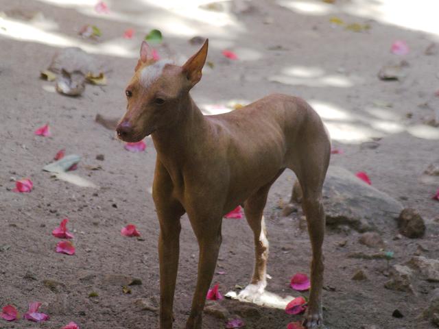 Female Aztec Dog, Crococun Zoo