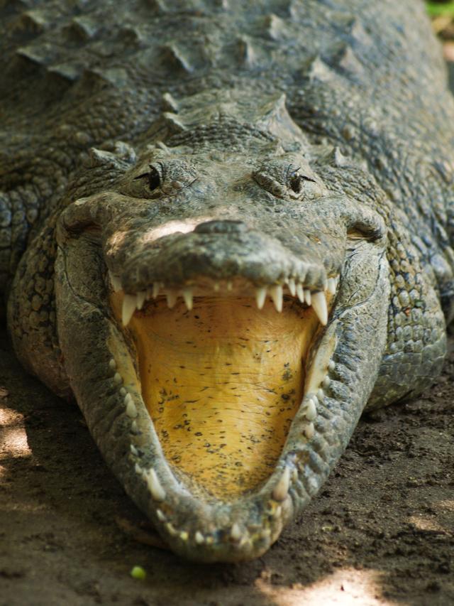 Crocodile, Crococun Zoo