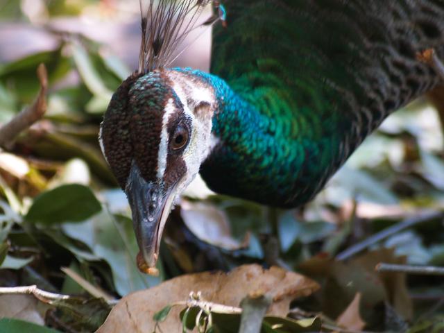 Hungry Peahen, Crococun Zoo