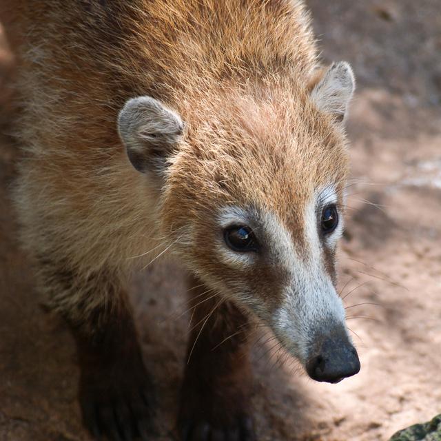 Coati Closeup, Crococun Zoo