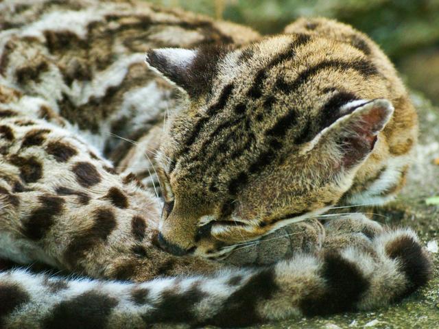 Snoozing Margay, Crococun Zoo