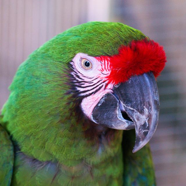 Military Macaw, Crococun