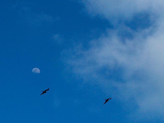 Moon and Frigatebirds, Isla Mujeres