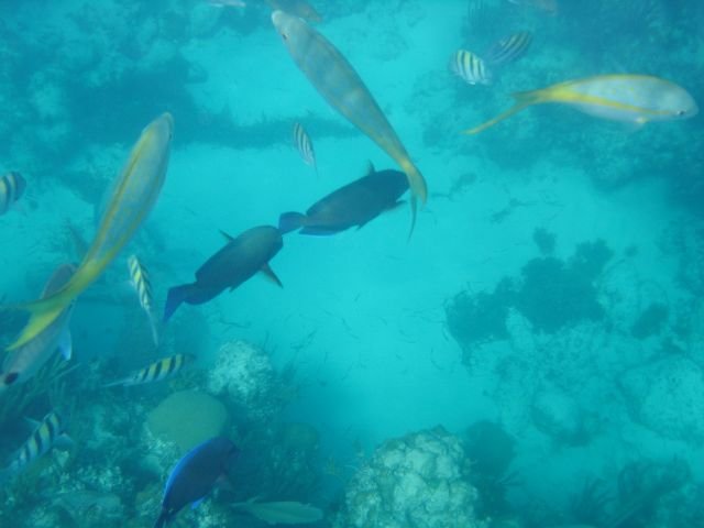 viewsfromourfirstsnorkeling.jpg