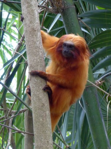 goldenliontamarin.jpg