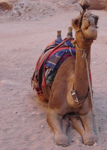 camelslovefantapetrajordan.jpg
