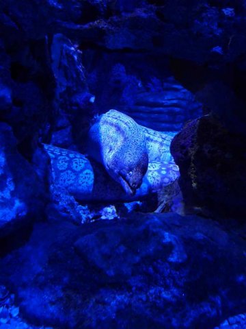 eelatsealifeaquariumbenalmadena.jpg