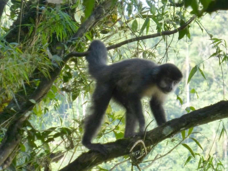 capuchinmonkeyiguazunationalpark.jpg