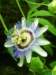 passionflower_small.jpg