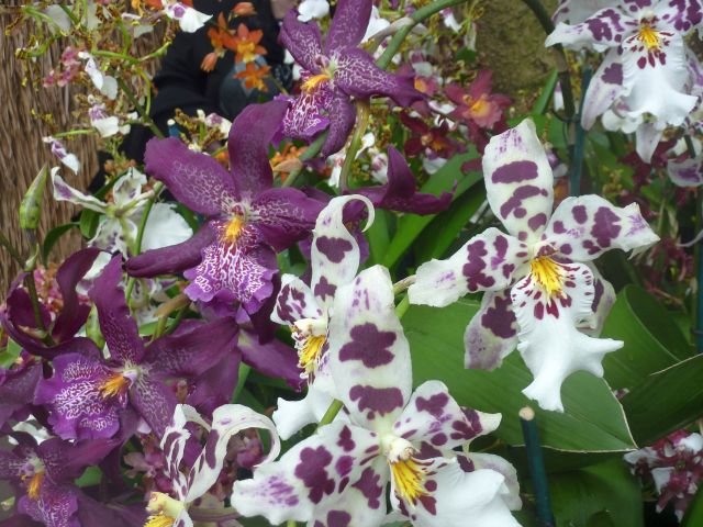 purpletigerorchids.jpg
